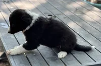 Patty, a female Border Collie for sale in New Castle, KY – 4 of 5