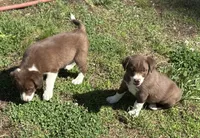 Sam, a male Border Collie for sale in New Castle, KY – 2 of 7