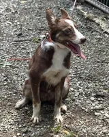 Dolly, a female Border Collie for sale in New Castle, KY – 4 of 6