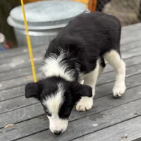 Candy, a female Border Collie for sale in New Castle, KY – 3 of 4