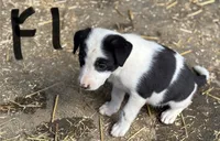 Stella, a female Border Collie for sale in New Castle, KY – 2 of 4