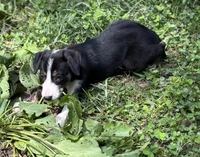 Dusty, a male Border Collie for sale in New Castle, KY – 2 of 3
