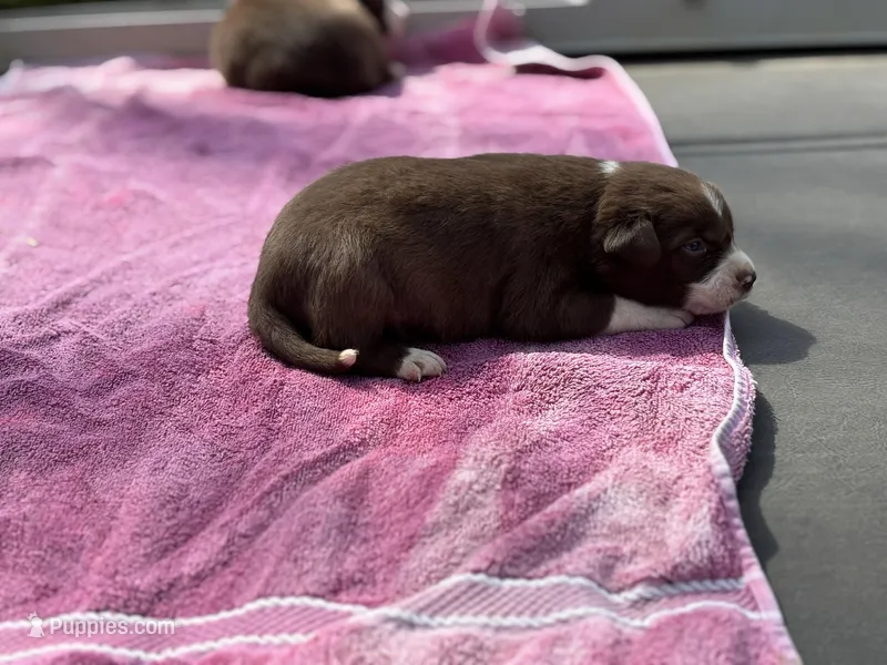 Mikey – Border Collie puppy for sale in New Castle, KY