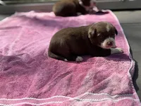 Mikey, a male Border Collie for sale in New Castle, KY – Photo 2 of 4