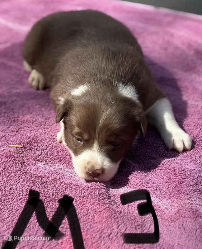 Mikey – Border Collie puppy for sale in New Castle, KY