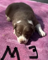 Mikey, a male Border Collie for sale in New Castle, KY – 4 of 10