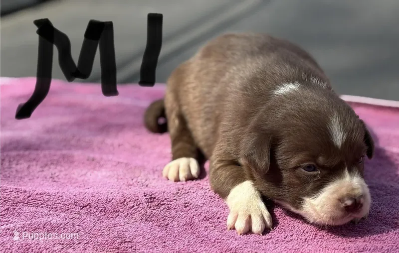 Mikey – Border Collie puppy for sale in New Castle, KY