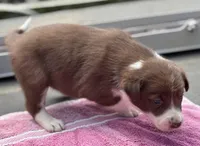 Mikey, a male Border Collie for sale in New Castle, KY – 6 of 10