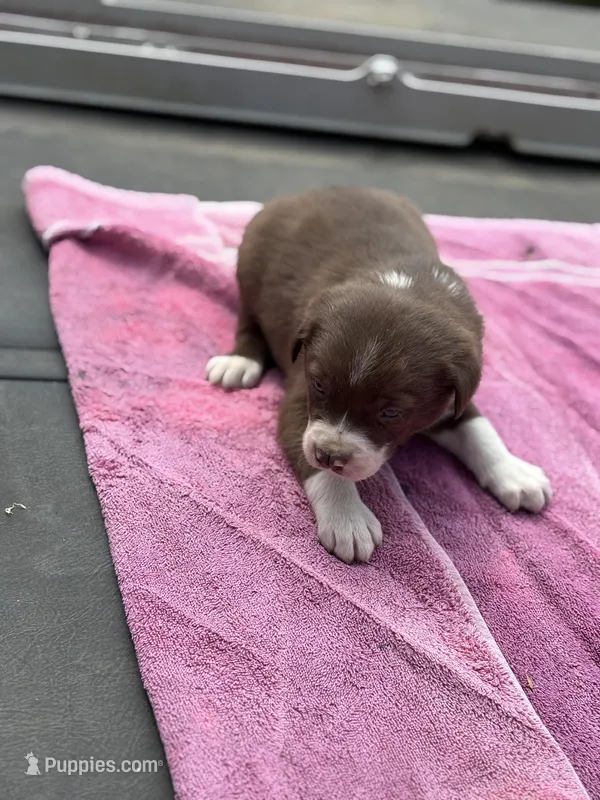 Mikey – Border Collie puppy for sale in New Castle, KY
