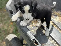 Gus, a male Border Collie for sale in New Castle, KY – 5 of 5