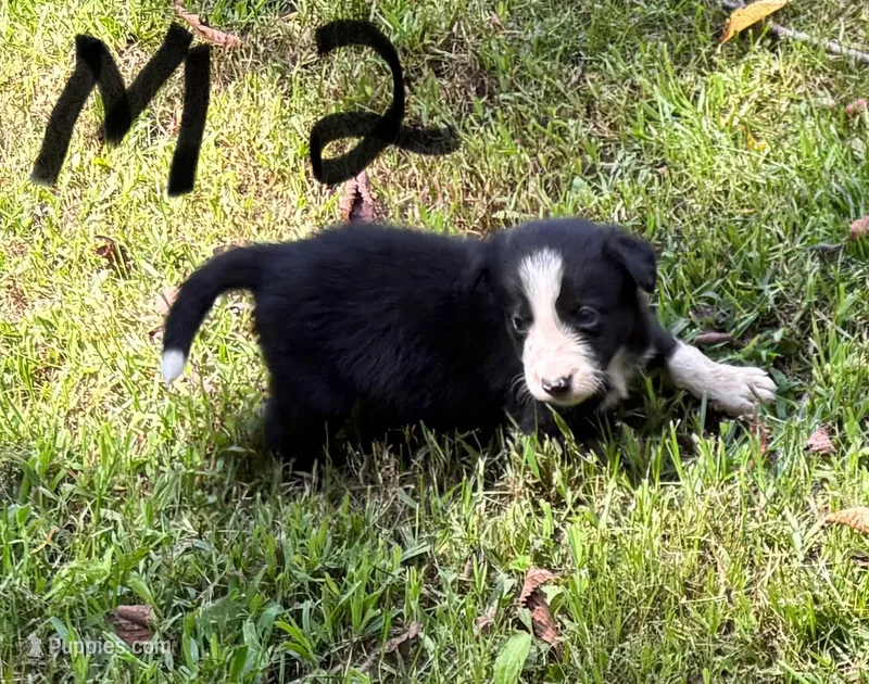 Walker – Border Collie puppy for sale in New Castle, KY