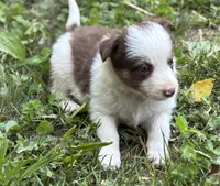 Bella, a female Border Collie for sale in New Castle, KY – 1 of 5