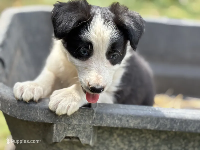 Skittles – Border Collie puppy for sale in New Castle, KY