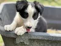 Skittles, a male Border Collie for sale in New Castle, KY – 3 of 7
