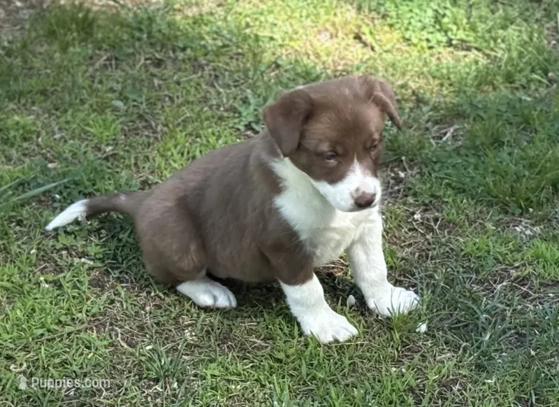 Mikey – Border Collie puppy for sale in New Castle, KY