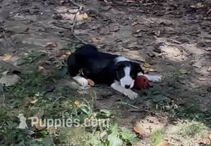 Danny Boy – Border Collie puppy for sale in New Castle, KY