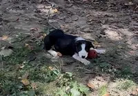 Danny Boy, a male Border Collie for sale in New Castle, KY – 1 of 5
