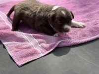 Sam, a male Border Collie for sale in New Castle, KY – Photo 4 of 4