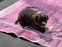 Sam, a male Border Collie for sale in New Castle, KY – Photo 3 of 4