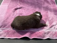 Sam, a male Border Collie for sale in New Castle, KY – Photo 2 of 4