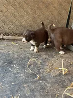 Sam, a male Border Collie for sale in New Castle, KY – 6 of 7