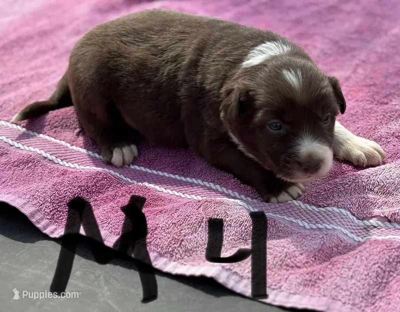 Sam – Border Collie puppy for sale in New Castle, KY