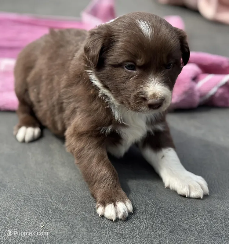 Sam – Border Collie puppy for sale in New Castle, KY