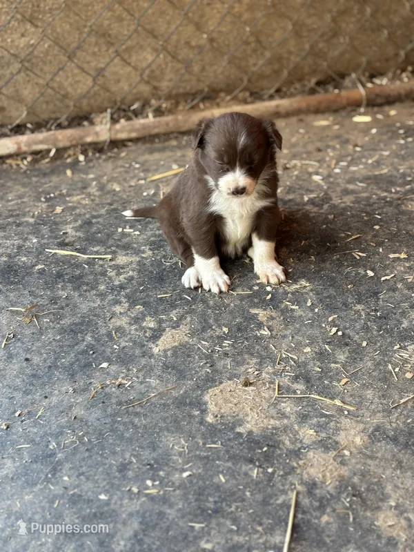 Sam – Border Collie puppy for sale in New Castle, KY