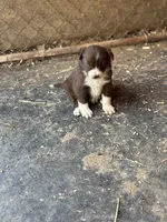 Sam, a male Border Collie for sale in New Castle, KY – 4 of 7