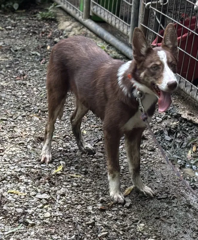 Dolly – Border Collie puppy for sale in New Castle, KY