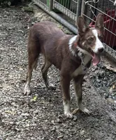 Dolly, a female Border Collie for sale in New Castle, KY – 1 of 6