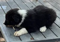 Patty, a female Border Collie for sale in New Castle, KY – 3 of 5