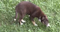 Penny, a female Border Collie for sale in New Castle, KY – 3 of 6