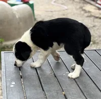 Sue, a female Border Collie for sale in New Castle, KY – 2 of 4