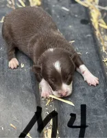 Bo, a male Border Collie for sale in New Castle, KY – 1 of 3