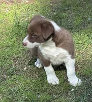 Mikey, a male Border Collie for sale in New Castle, KY – 2 of 10