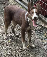 Dolly, a female Border Collie for sale in New Castle, KY – 2 of 6