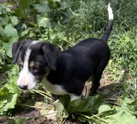 Dusty, a male Border Collie for sale in New Castle, KY – 3 of 3