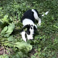 Joe, a male Border Collie for sale in New Castle, KY – 3 of 3