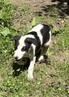 Stella, a female Border Collie for sale in New Castle, KY – 3 of 4