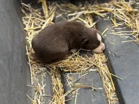 Shooter, a male Border Collie for sale in New Castle, KY – 2 of 4
