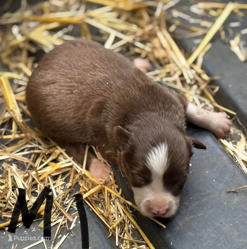 Shooter – Border Collie puppy for sale in New Castle, KY