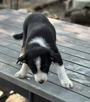 Maggie, a female Border Collie for sale in New Castle, KY – 2 of 5