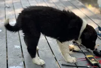 Patty, a female Border Collie for sale in New Castle, KY – 1 of 5