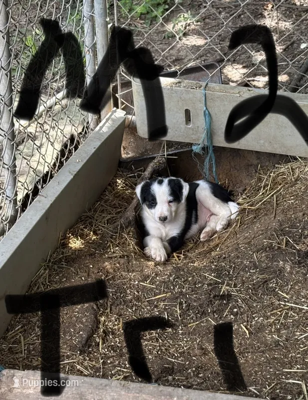 Joe – Border Collie puppy for sale in New Castle, KY