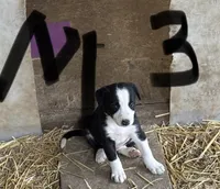 Gus, a male Border Collie for sale in New Castle, KY – 2 of 2