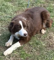 Mikey, a male Border Collie for sale in New Castle, KY – 8 of 10