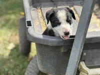 Danny Boy, a male Border Collie for sale in New Castle, KY – 5 of 5