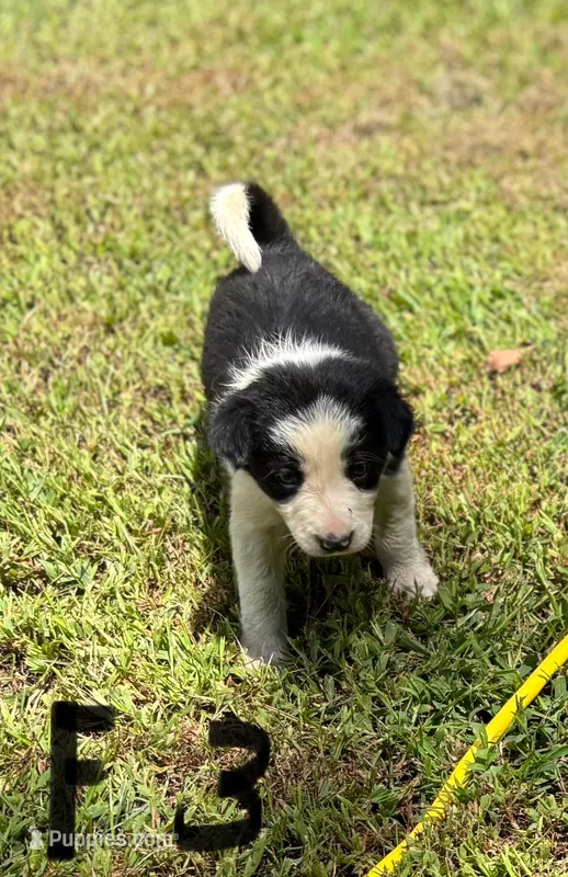 Clara – Border Collie puppy for sale in New Castle, KY