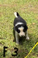 Clara, a female Border Collie for sale in New Castle, KY – 1 of 1
